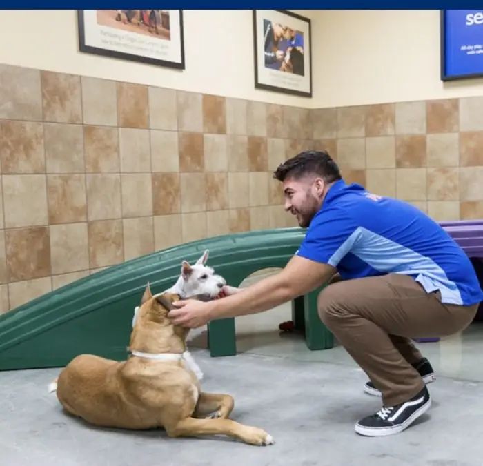 PetSmart work sample